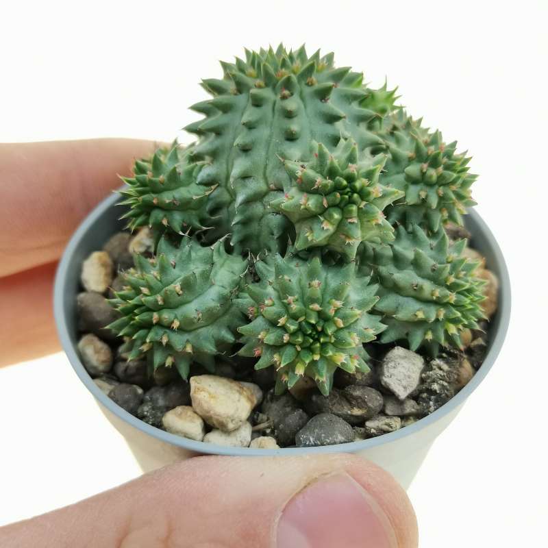 Euphorbia susannae 6,5 cm. | Euphorbiaceae - Giromagi vendita piante grasse