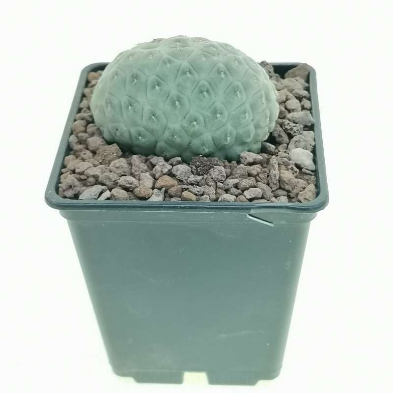 Tephrocactus Geometricus F Crestata X Cm Cactaceae Giromagi Vendita Piante Grasse