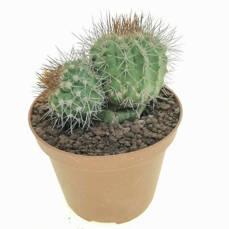 Copiapoa serpentisulcata 10 cm. | Cactaceae - Giromagi vendita piante ...