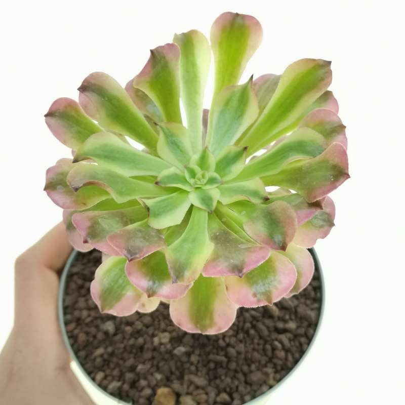 Aeonium Maggie 14 Cm. | Crassulaceae - Giromagi Vendita Piante Grasse