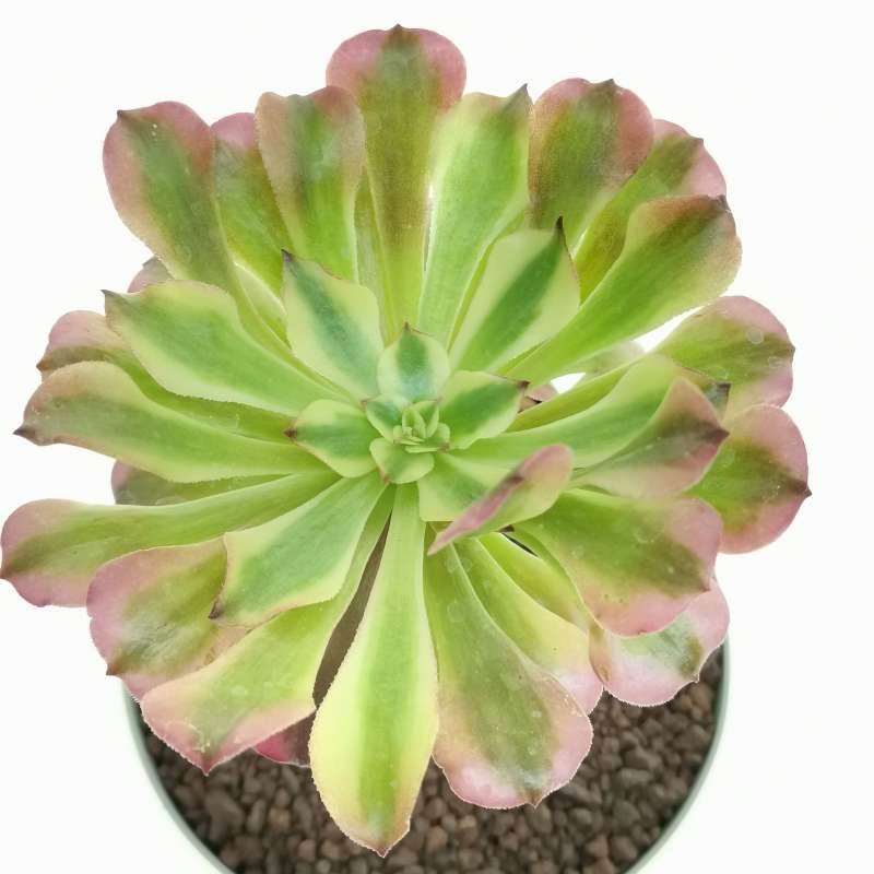 Aeonium Maggie 14 Cm. | Crassulaceae - Giromagi Vendita Piante Grasse