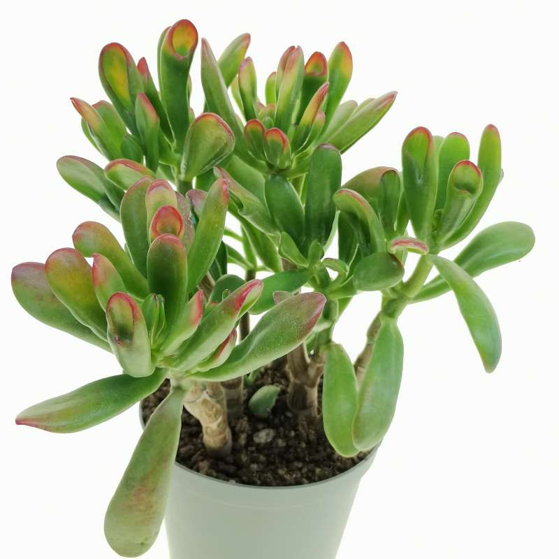 Crassula cv. Hobbit f. variegata 14 cm. | Crassulaceae - Giromagi ...