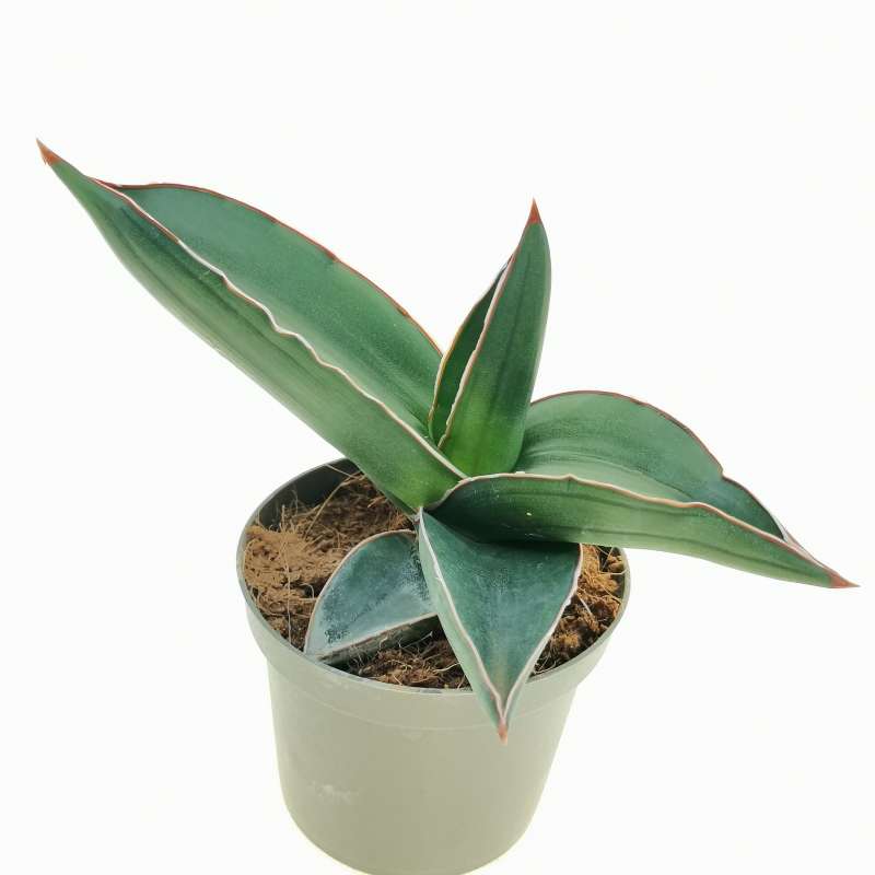 Sansevieria Ehrenbergii Samurai 9 Cm Dracaenaceae Giromagi Vendita Piante Grasse 