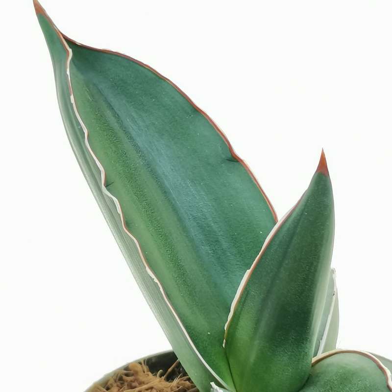 Sansevieria Ehrenbergii Samurai 9 Cm Dracaenaceae Giromagi Vendita Piante Grasse 