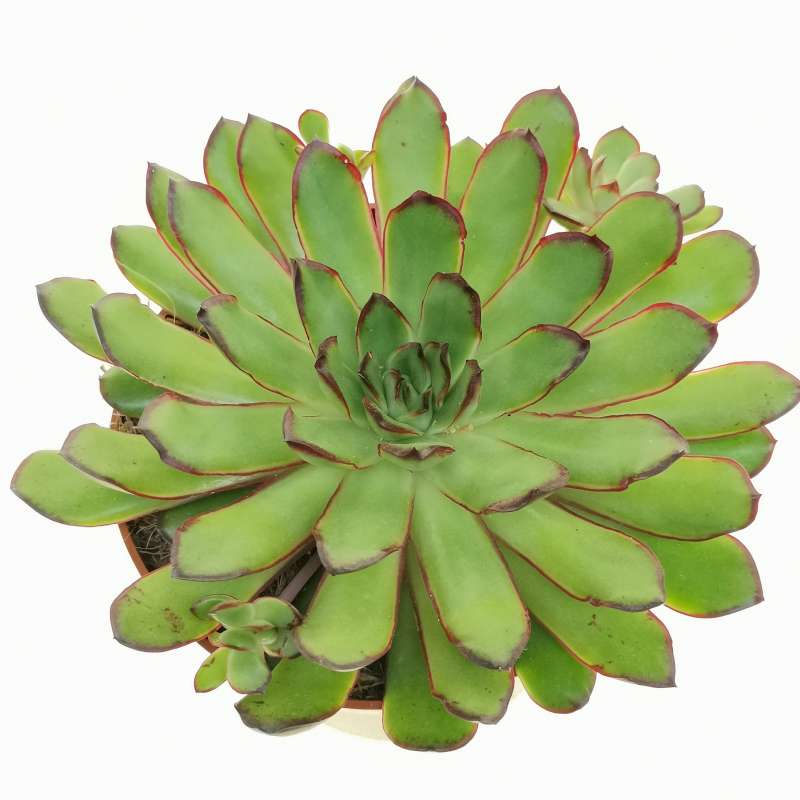 Echeveria pulidonis 'Magma pearl' 12 cm. | Crassulaceae - Giromagi ...