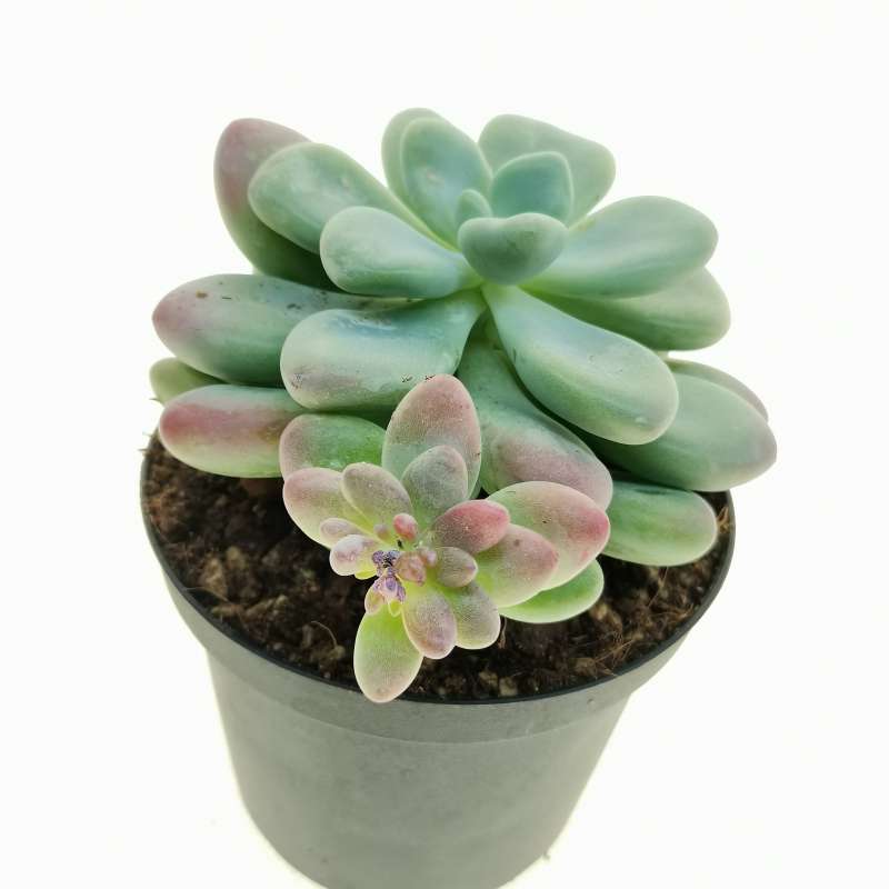 Pachyveria cv. paradoxa 10 cm. | Crassulaceae - Giromagi vendita piante ...