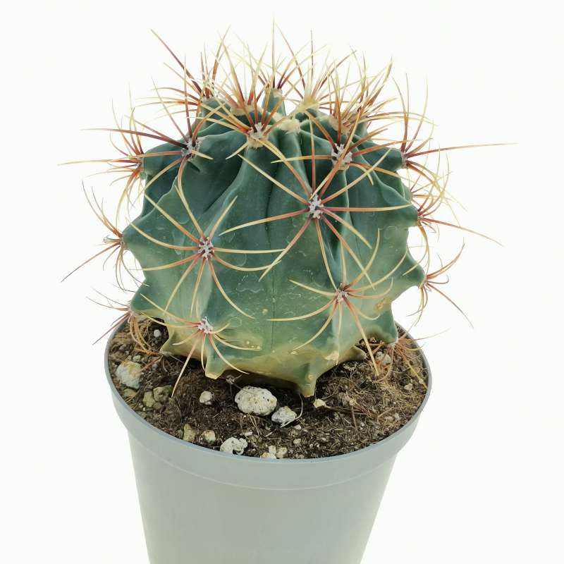 Ferocactus Histrix 14 Cm. 