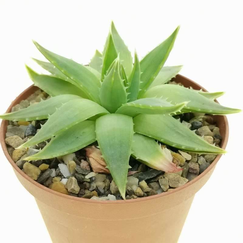 Aloe Polyphylla (spiral Aloe) (cites) 10 Cm. 