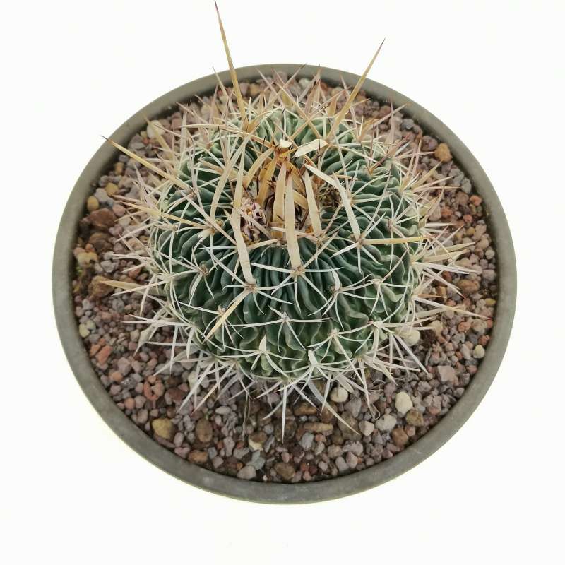 Echinofossulocactus phyllacanthus 17 cm. | Cactaceae - Giromagi 