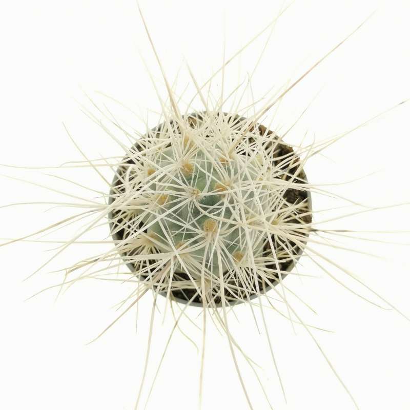 Tephrocactus Alexanderi Albispinus Cm Cactaceae Giromagi