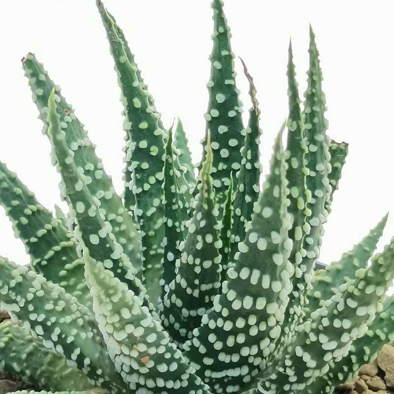 Haworthia Papillosa 'von Albert' 14 Cm. 