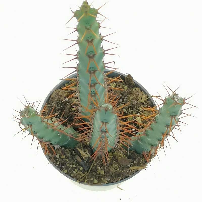 Euphorbia cuprispina 6,5 cm. | Euphorbiaceae - Giromagi vendita piante ...