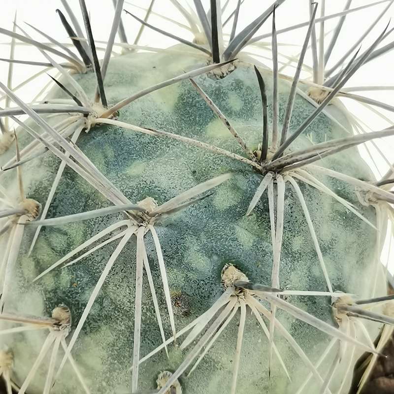 Tephrocactus Alexanderi F Variegata Cm Cactaceae Giromagi