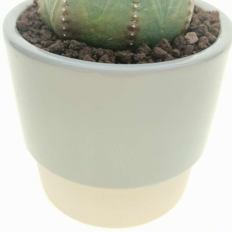Pianta di 'Euphorbia obesa' in vaso design di ceramica - Giromagi