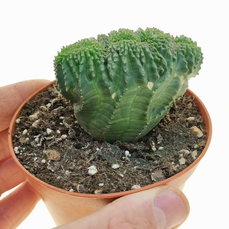Euphorbia obesa f. crestata (Rare form)
