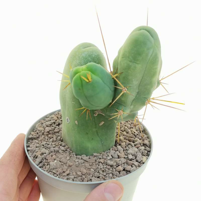 Trichocereus bridgesii mostruoso 14 cm. | Cactaceae - Giromagi vendita ...