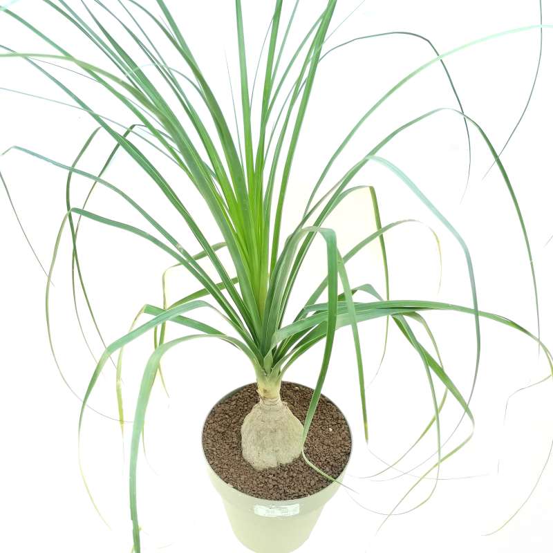 Beaucarnea Recurvata Nolina Ball Ponytail Palm