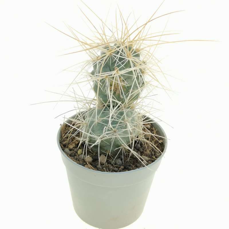 Tephrocactus alexanderi (Albispinus) 6,5 cm. | Cactaceae - Giromagi ...