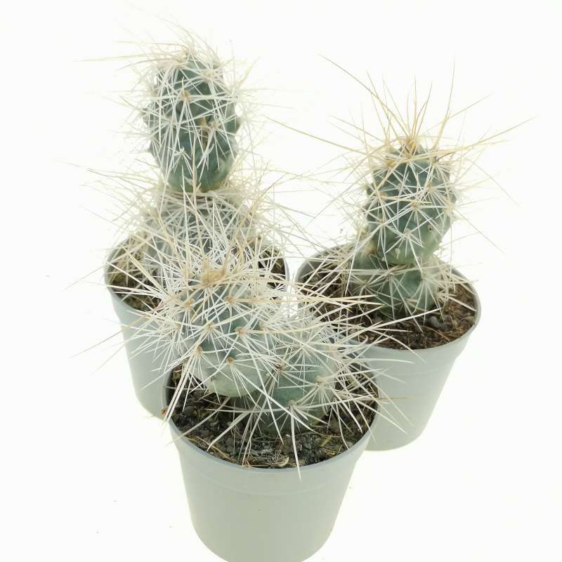 Tephrocactus Alexanderi Albispinus Cm Cactaceae Giromagi