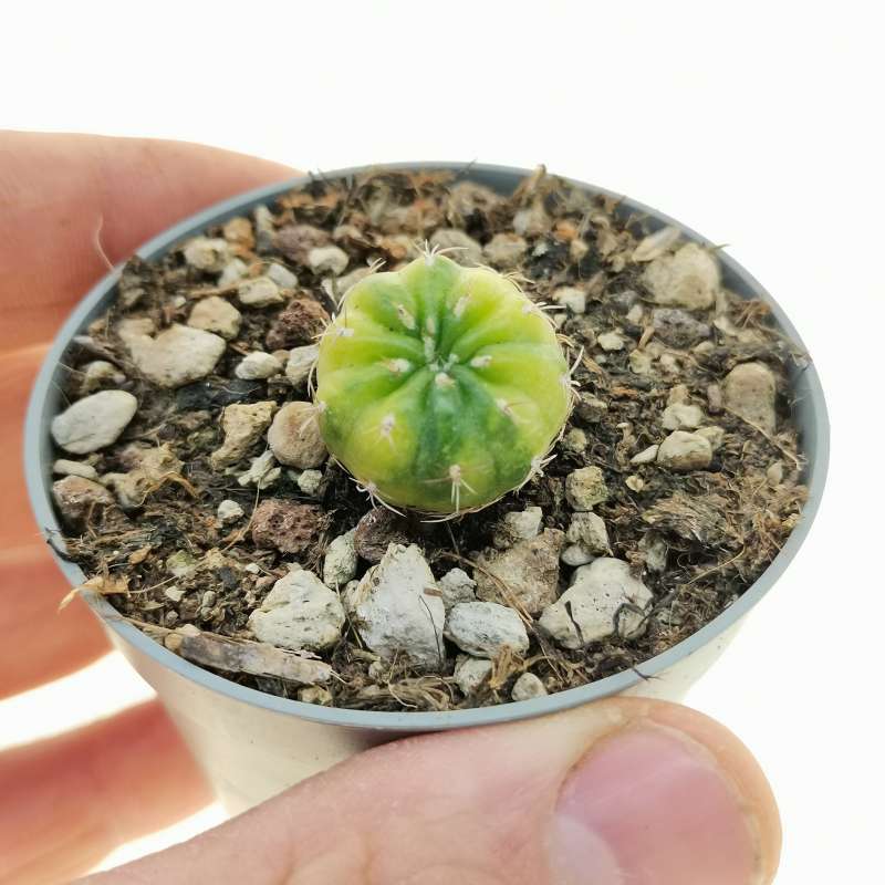 Matucana Polzii F Variegata Cm Cactaceae Giromagi Vendita