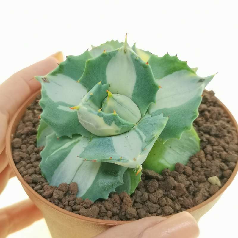 Agave potatorum var. verschaffeltii cv. Shoji Rajin Mediopicta-Alba 10 ...