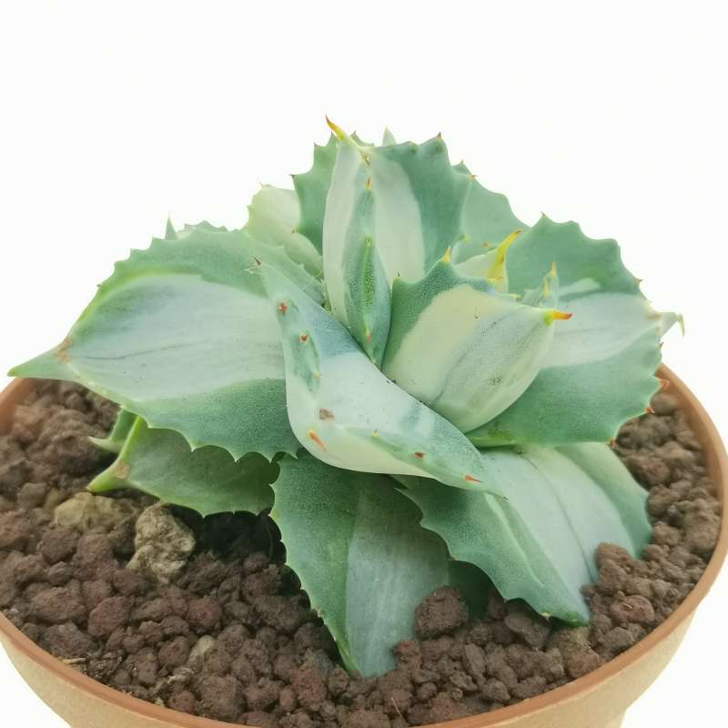 Agave potatorum var. verschaffeltii cv. Shoji Rajin Mediopicta-Alba 10 ...