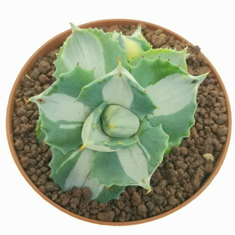 Agave potatorum var. verschaffeltii cv. Shoji Rajin Mediopicta-Alba 10 ...