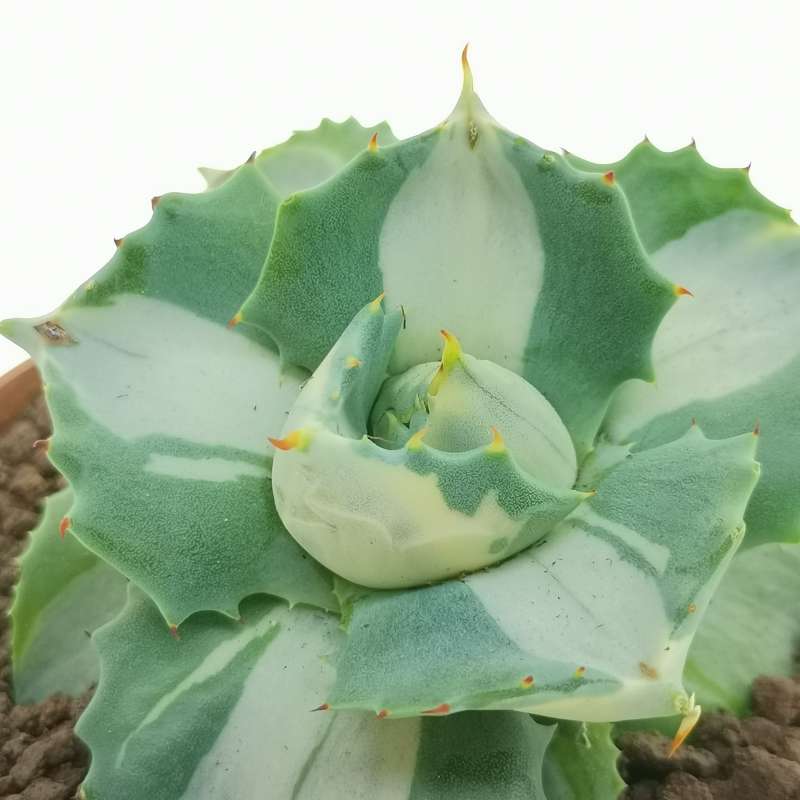 Agave potatorum var. verschaffeltii cv. Shoji Rajin Mediopicta-Alba 10 ...