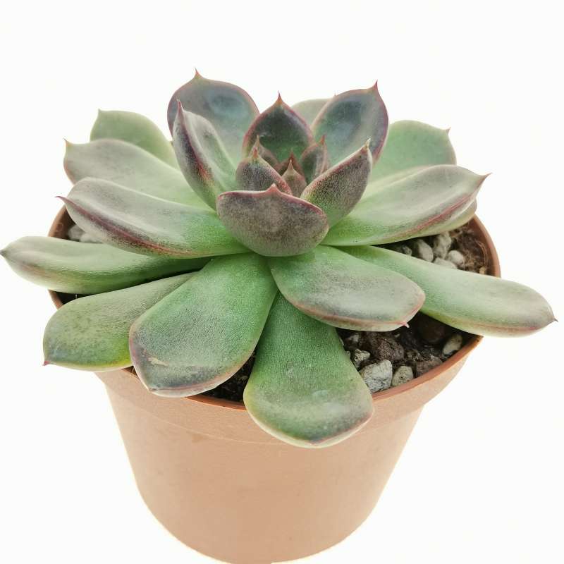 Echeveria 'Black rose' 10 cm. | Crassulaceae - Giromagi vendita piante ...