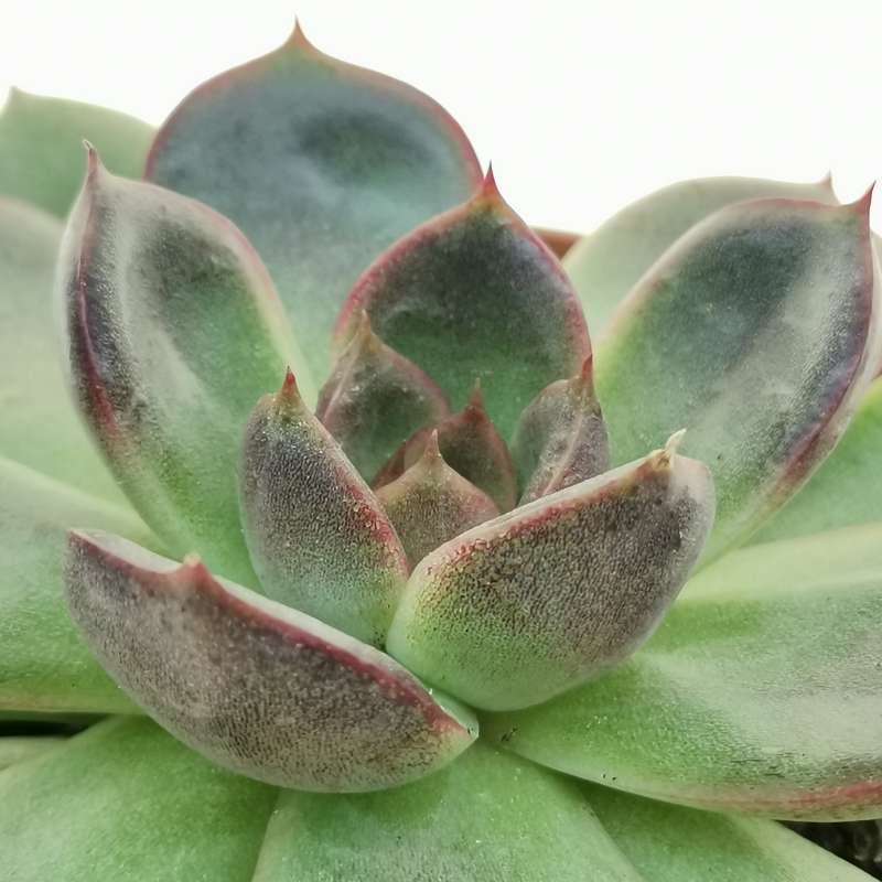 Echeveria Black Rose Cm Crassulaceae Giromagi Vendita Piante