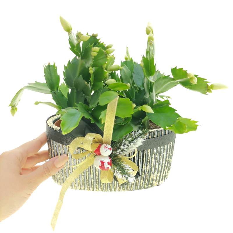 Pianta di Schlumbergera gaertneri 'Witte Eva' in vaso design di ceramica