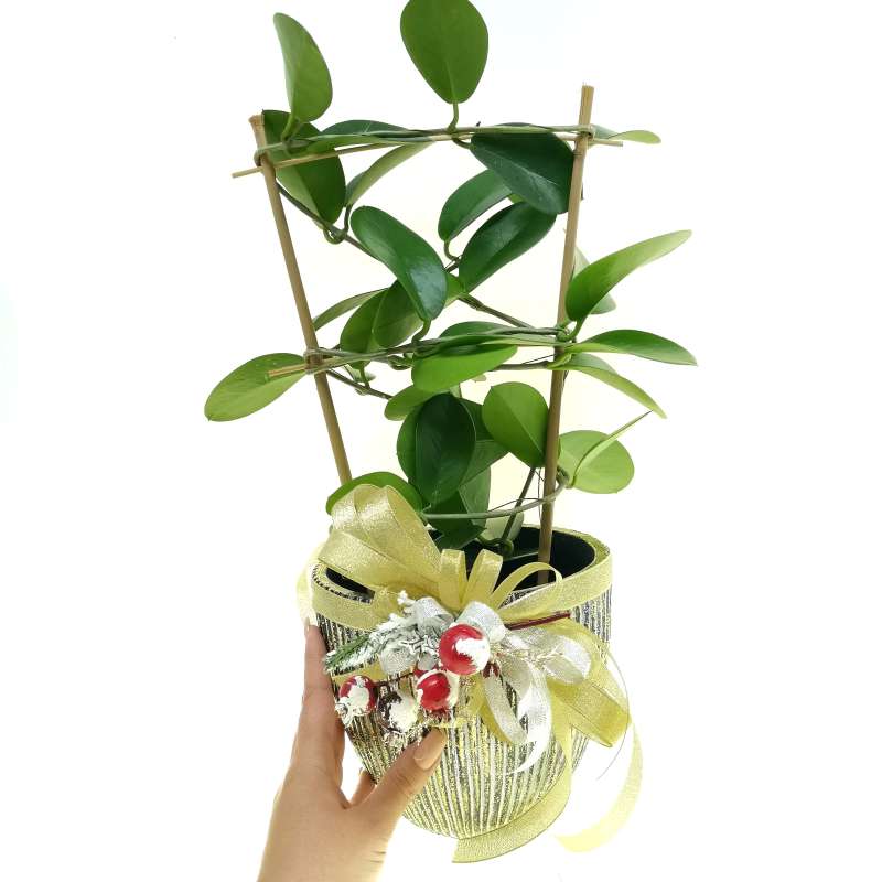 Pianta di Hoya carnosa in vaso design di ceramica