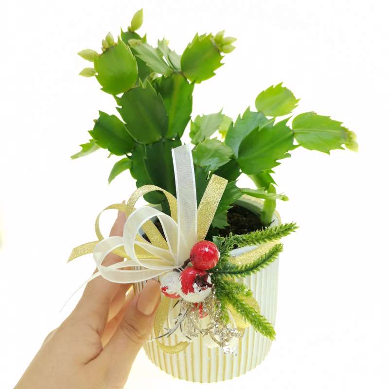 Pianta di Schlumbergera gaertneri 'Witte Eva' in vaso design di ceramica