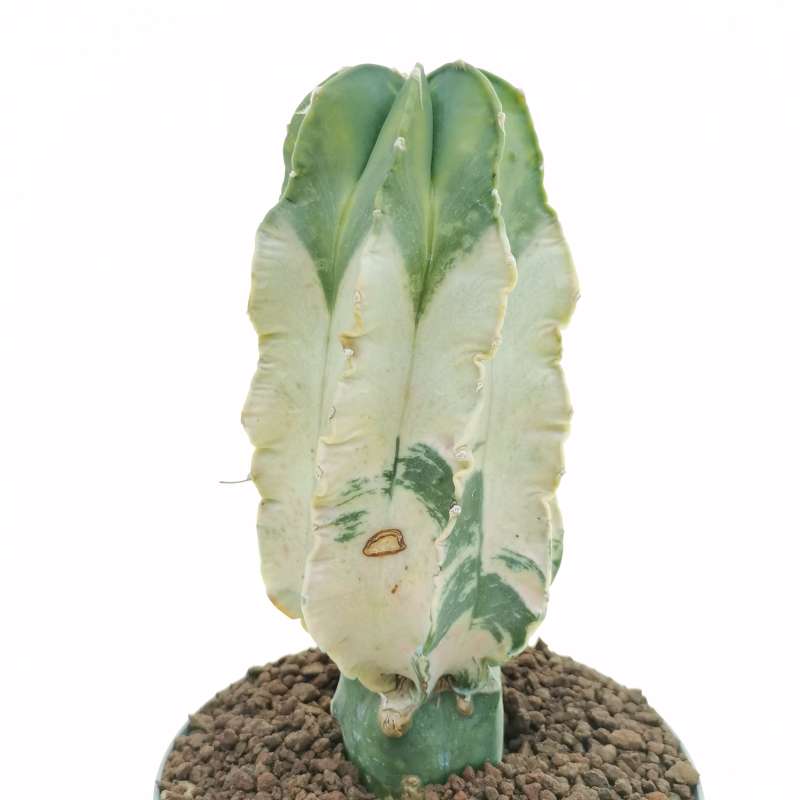 Astrophytum capricorne var. nudum inermis f. variegata - Giromagi