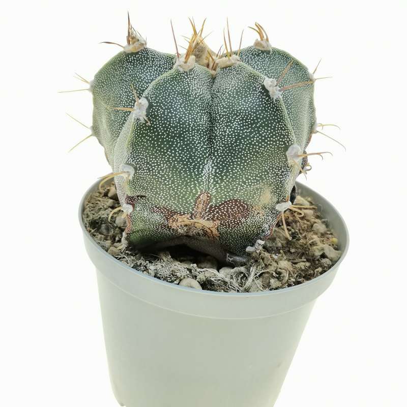 Astrophytum hybrid cv. curlispine