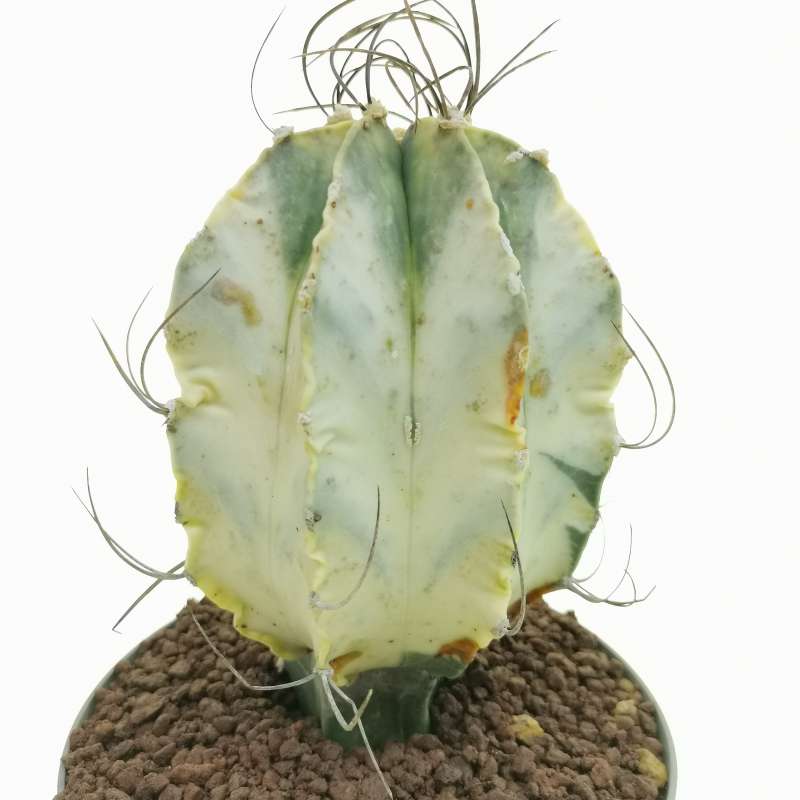 Astrophytum capricorne var. crassispinum f. variegata - Giromagi