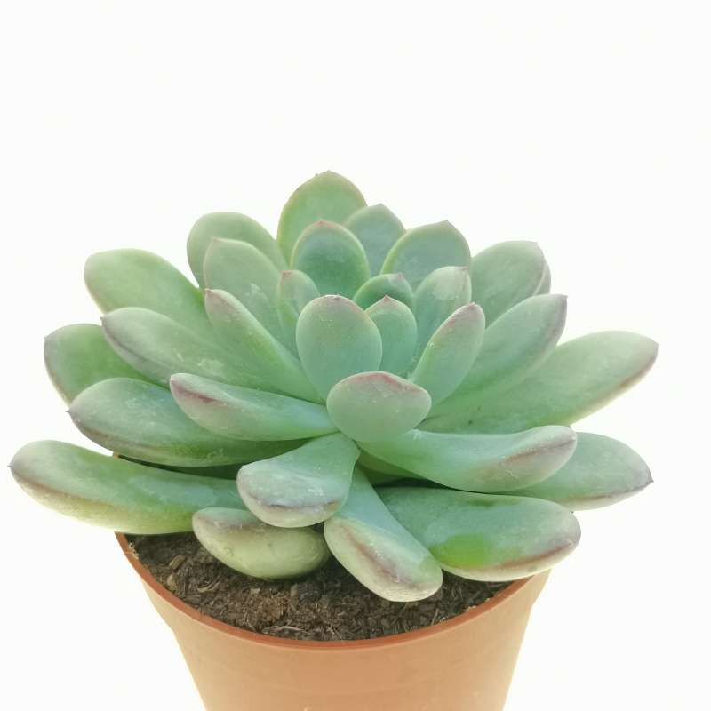 Echeveria 'Pink line' 6,5 cm. | Crassulaceae - Giromagi vendita piante ...