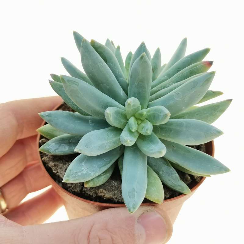 Pachyveria glauca 'Little Jewel' 10 cm.  Crassulaceae - Giromagi vendita  piante grasse