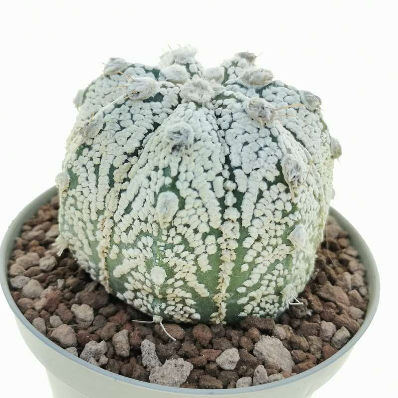 Astrophytum asterias hybrid CAP-SK (Superkabuto x Capricorne) (CITES) - Giromagi
