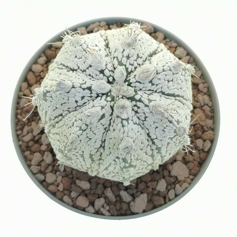 Astrophytum asterias hybrid CAP-SK (Superkabuto x Capricorne) (CITES) - Giromagi