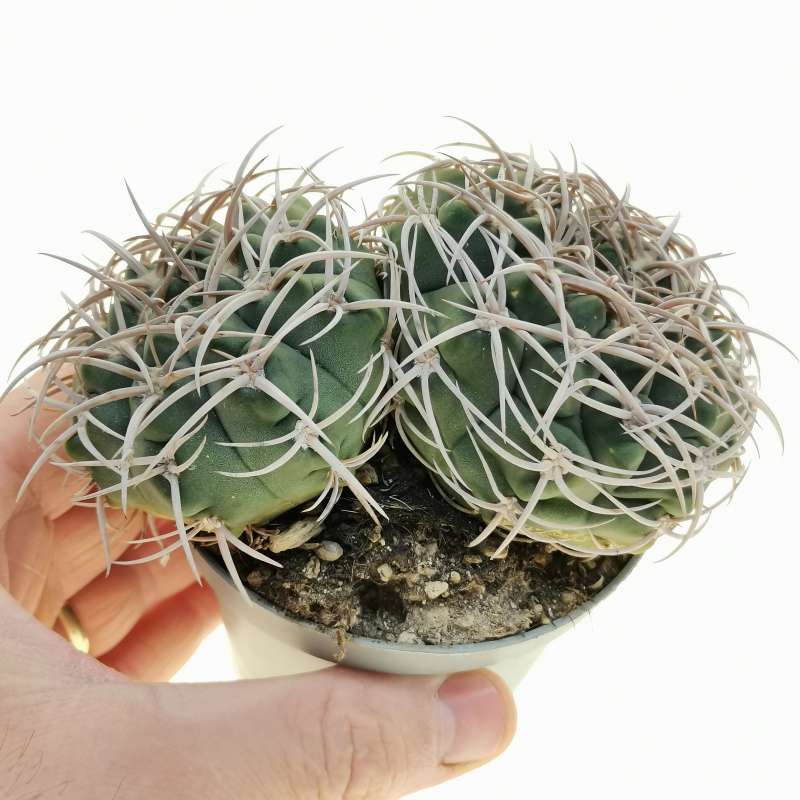 Gymnocalycium castellanosii 10 cm. | Cactaceae - Giromagi vendita ...