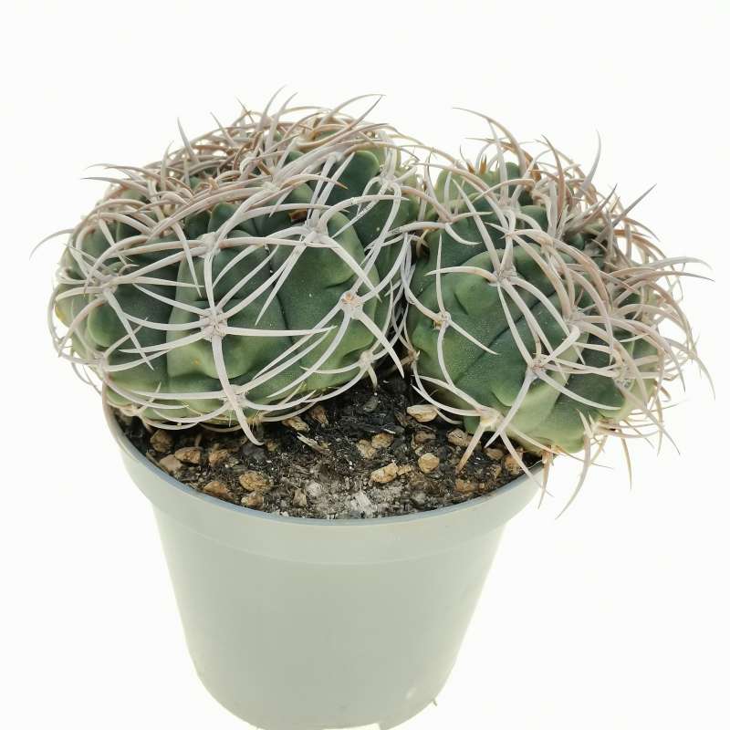 Gymnocalycium castellanosii 10 cm. | Cactaceae - Giromagi vendita ...