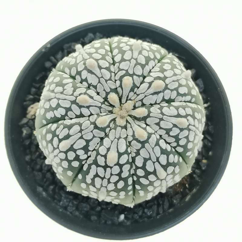Astrophytum asterias hybrid (cv. Superkabuto) (CITES) - Giromagi