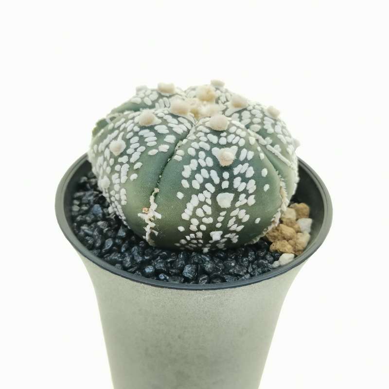 Astrophytum asterias hybrid (cv. Goryo Kabuto) (CITES) 8 cm