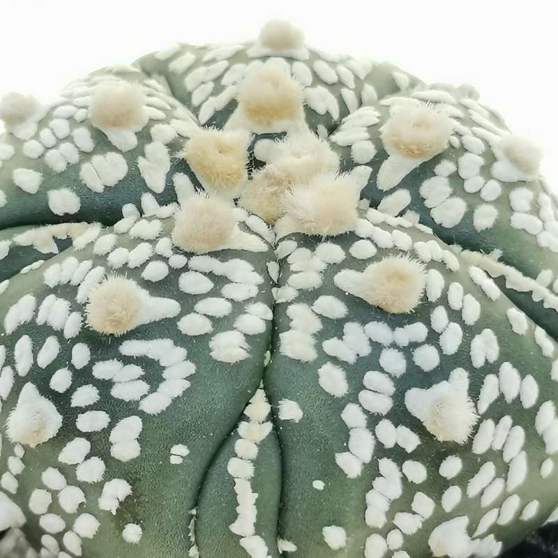 Astrophytum asterias hybrid (cv. Goryo Kabuto) (CITES) 8 cm Astrophytum asterias hybrid (cv. Goryo Kabuto) (CITES) 8 cm