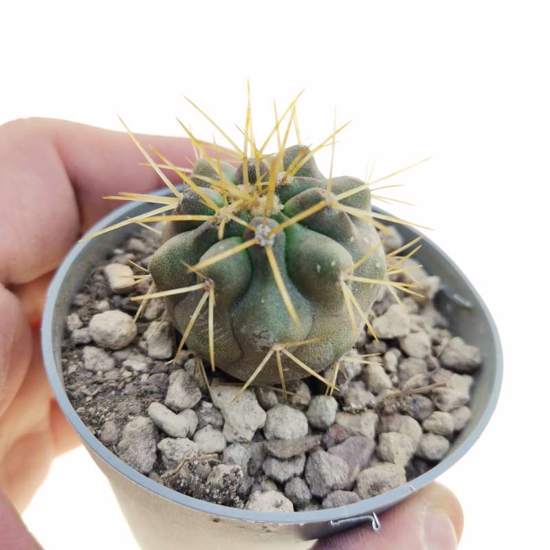 Copiapoa gigantea Own roots (Paposo) 6,5 cm. | Cactaceae - Giromagi ...