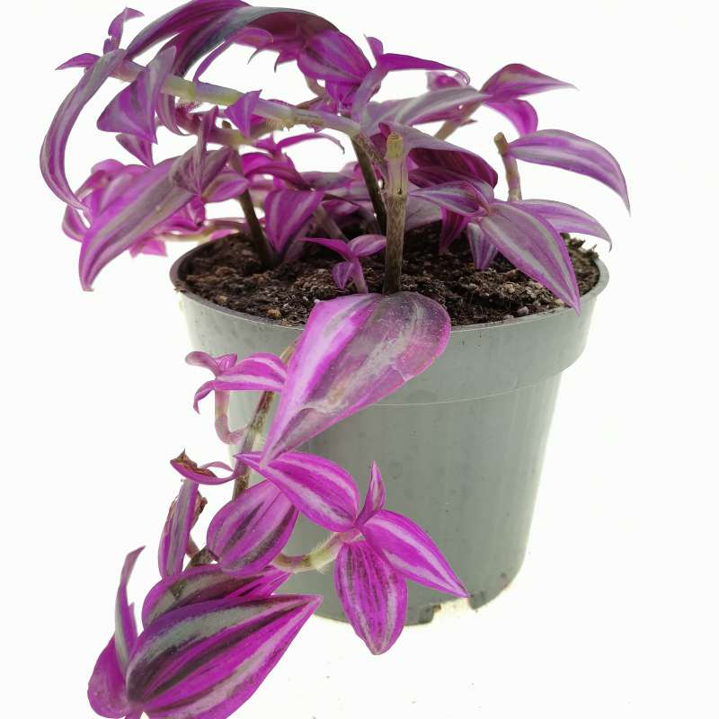 Tradescantia 'Pink paradise' 12 cm. | Commelinaceae - Giromagi vendita ...