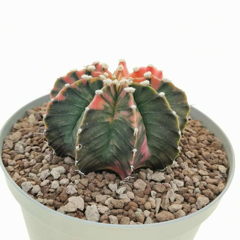 Gymnocalycium friedrichii LB 2178 f. variegata 14 cm. | Cactaceae -  Giromagi vendita piante grasse