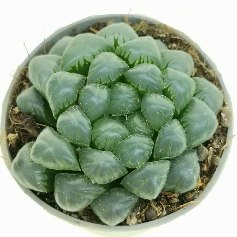 Haworthia Cooperi, alla scoperta della pianta grassa che sembra di