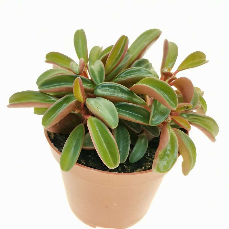 Peperomia graveolens 8,5 cm. | Piperaceae - Giromagi vendita piante grasse